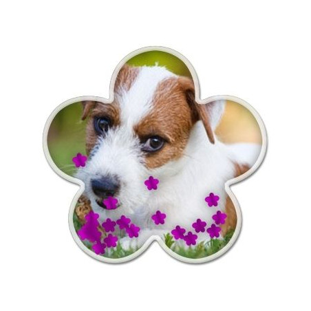 Boule neige photo fleur